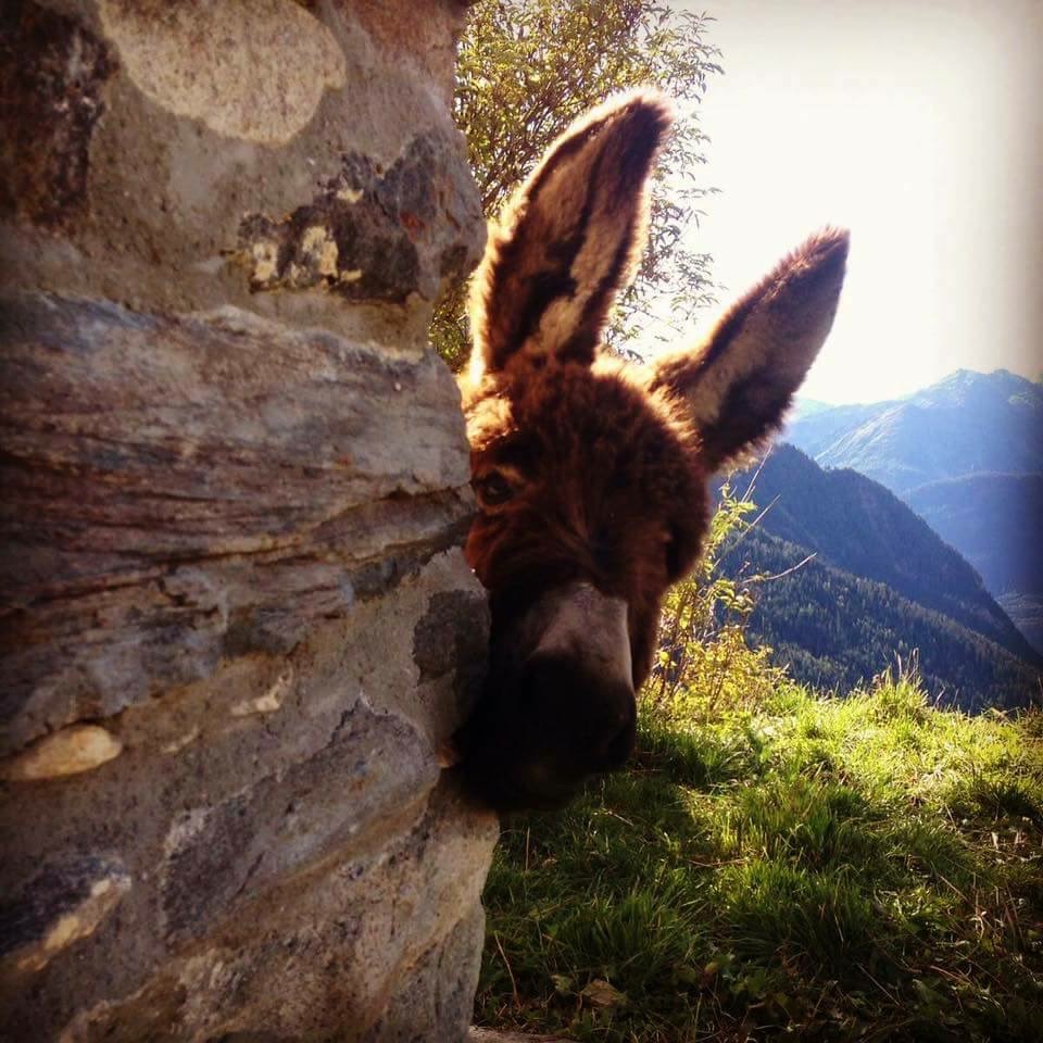 Photo Rifugio G. Bertone